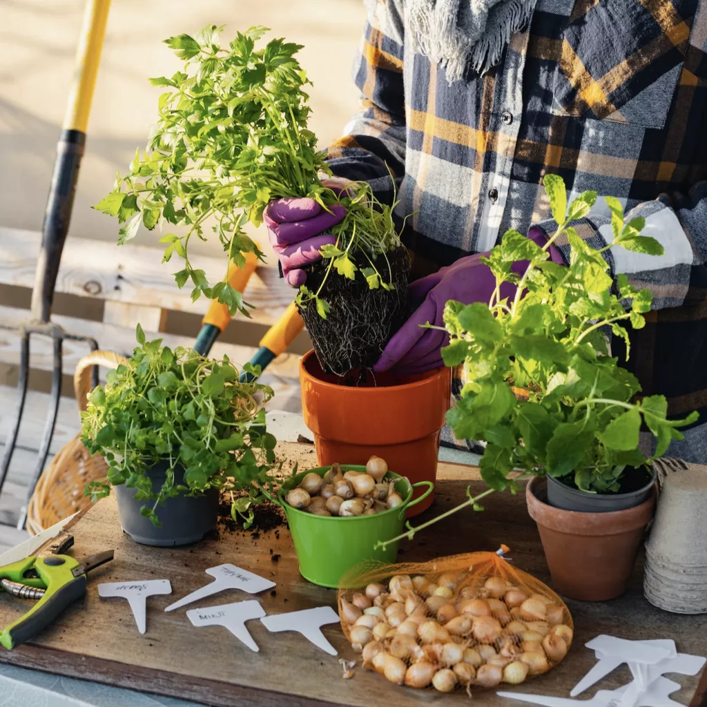 Someone potting plants.