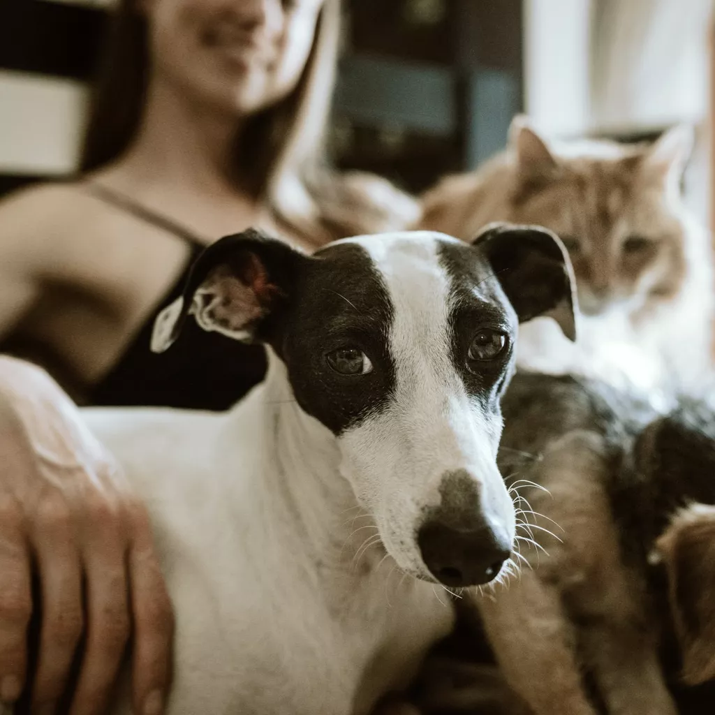 Several pets with their owner.