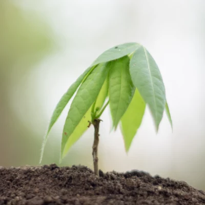 Small plant grows with nourishment